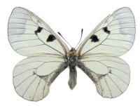 Мнемозина – Parnassius mnemosyne