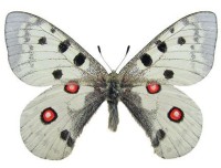 Обыкновенный аполлон – Parnassius apollo