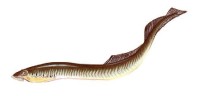 Каспийская минога – Caspiomyzon wagneri
