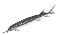 Севрюга – Acipenser stellatus