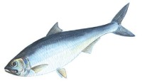 Волжская сельдь – Alosa kessleri volgensis