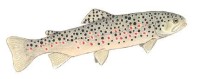 Ручьевая форель – Salmo trutta morpha fario