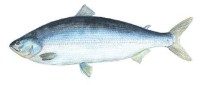 Белорыбица – Stenodus leucichthys leucichthys (популяции бассейна реки Урал)