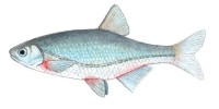 Русская быстрянка – Alburnoides bipunctatus rossicus
