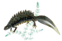Гребенчатый тритон – Triturus cristatus