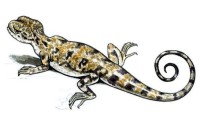 Круглоголовка-вертихвостка – Phrynocephalus guttatus