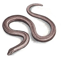 Ломкая веретеница – Anquis fragilis