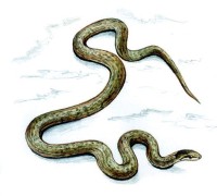 Обыкновенная медянка – Coronella austriaca
