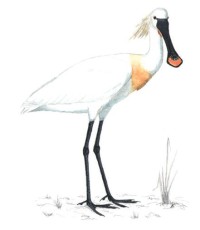 Колпица – Platalea leucorodia