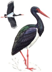 Чёрный аист – Ciconia nigra