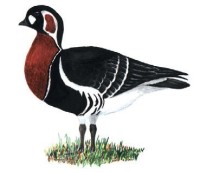 Краснозобая казарка – Rufibrenta ruficollis