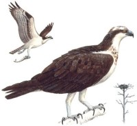 Скопа – Pandion haliaetus