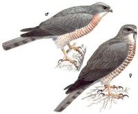 Европейский тювик – Accipiter brevipes