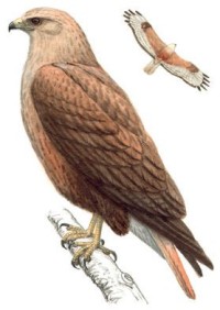 Курганник – Buteo rufinus