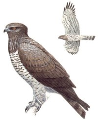 Змееяд – Circaetus gallicus
