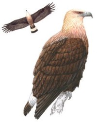 Орлан-долгохвост – Haliaeetus leucoryphus
