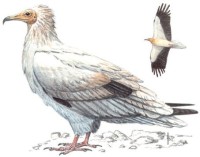 Стервятник – Neophron percnopterus