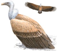 Белоголовый сип – Gyps fulvus