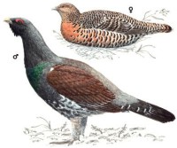Глухарь – Tetrao urogallus