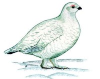 Большая белая куропатка – Lagopus lagopus major