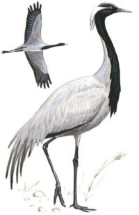 Красавка – Anthropoides virgo
