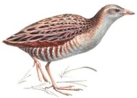 Коростель – Crex crex