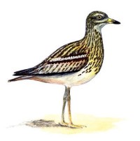 Авдотка – Burhinus oedicnemus