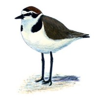 Морской зуек – Charadrius alexandrinus
