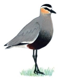 Кречетка – Chettusia gregaria