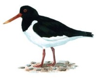 Кулик-сорока – Haematopus ostralegus (материковый подвид – H. o. longipes)