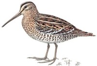 Дупель – Gallinago media