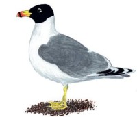 Черноголовый хохотун – Larus ichthyaetus