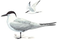Чайконосая крачка – Gelochelidon nilotica