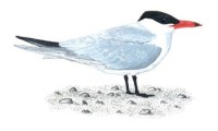 Чеграва – Hydroprogne caspia