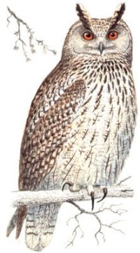 Филин – Bubo bubo
