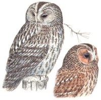 Серая неясыть – Strix aluco