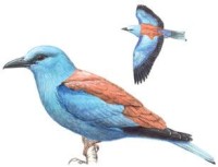 Сизоворонка – Coracias garrulus