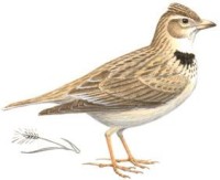Степной жаворонок – Melanocorypha calandra