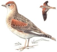 Белокрылый жаворонок – Melanocorypha leucoptera
