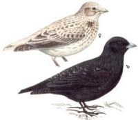 Чёрный жаворонок – Melanocorypha yeltoniensis