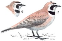 Белогорлый рогатый жаворонок – Eremophila alpestris brandti