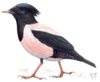 Розовый скворец – Sturnus roseus