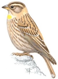 Каменный воробей – Petronia petronia