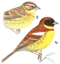 Дубровник – Ocyris aureolus