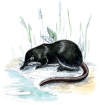 Русская выхухоль – Desmana moschata