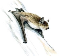 Прудовая ночница – Myotis dasycneme