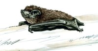 Малая вечерница – Nyctalus leisleri