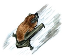 Гигантская вечерница – Nyctalus lasiopterus