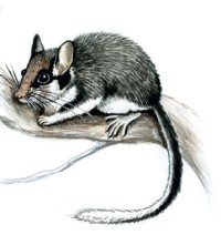 Садовая соня – Eliomys quercinus