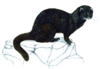 Среднерусская норка – Mustela lutreola novikovi